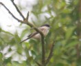 /album/my-local-birding-gallery/willow-tit-4-ossett-jpg/